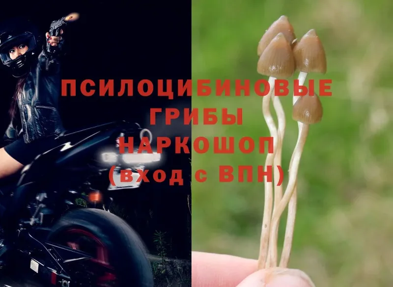 Галлюциногенные грибы Magic Shrooms  цена   Балабаново 